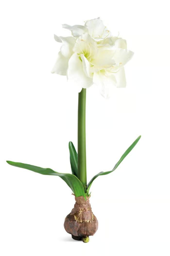 Amaryllis Bulb