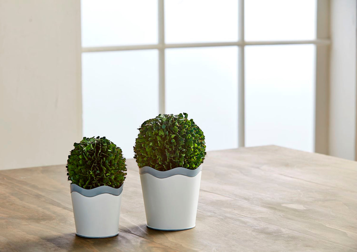 Small Scalloped Boxwood Pot