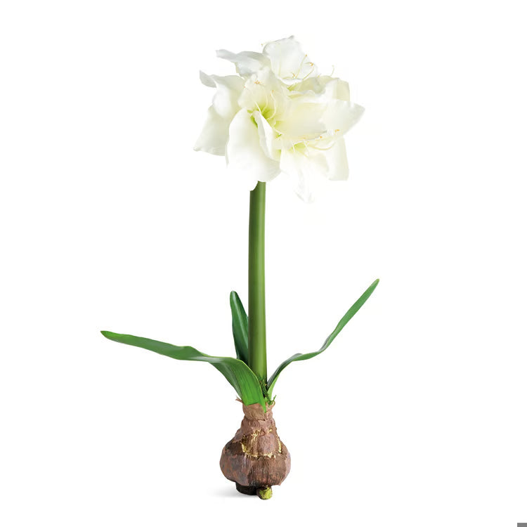 Amaryllis Bulb