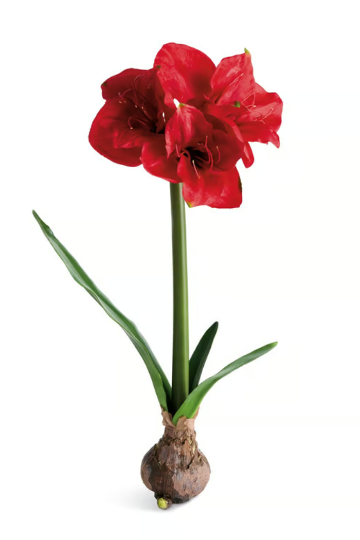 Red Amaryllis Bulb